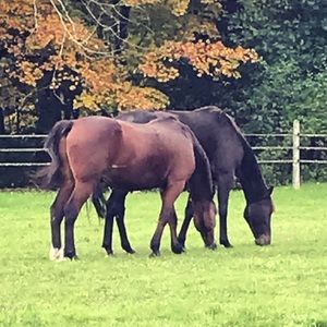 Meet your Posher, Shari